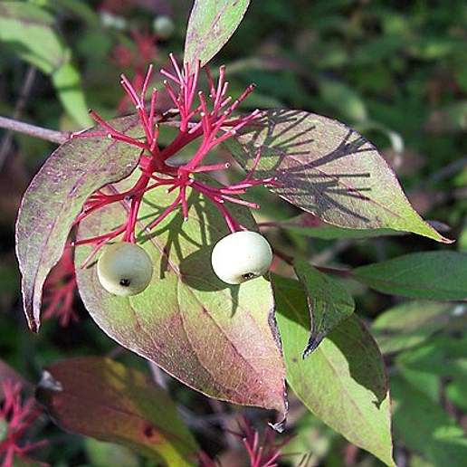 Redosier Dogwood