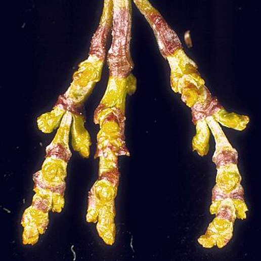 Western Dwarf Mistletoe