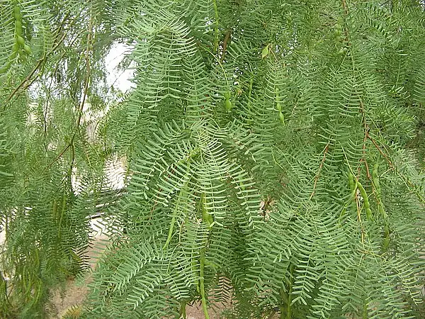 Honey Mesquite