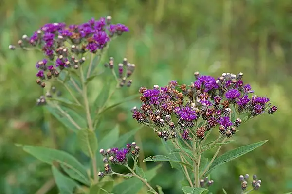 Baldwin's Ironweed