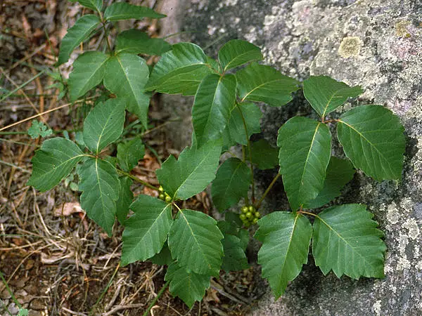 Western Poison Ivy