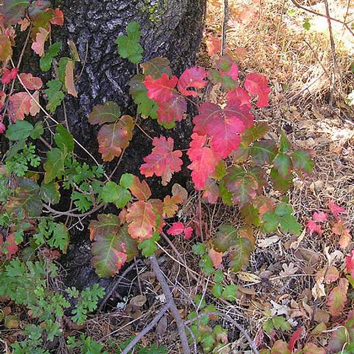 Pacific Poison Oak