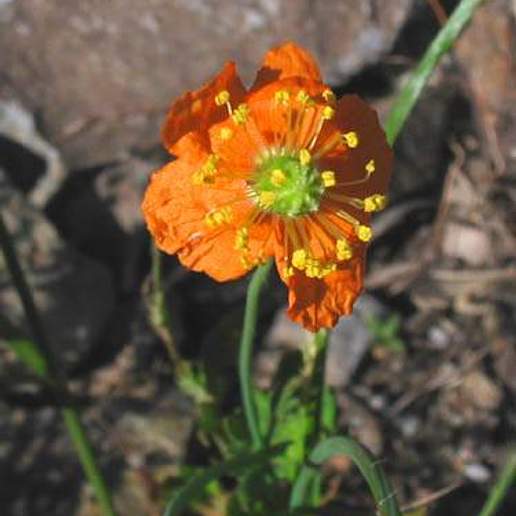 Western Poppy
