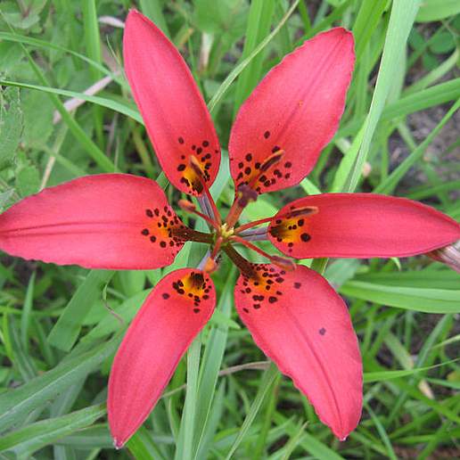 Flame Lily