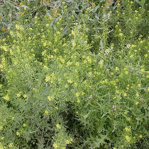 Western Tansymustard