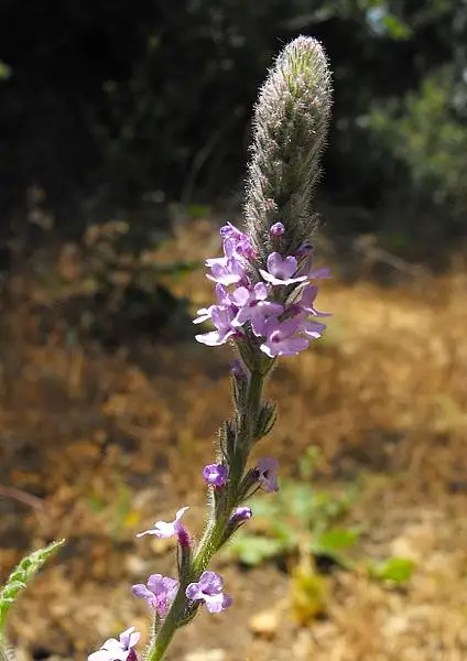Western Vervain