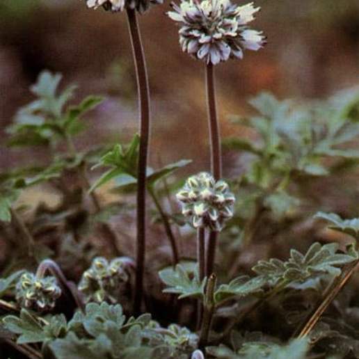 Western Waterleaf