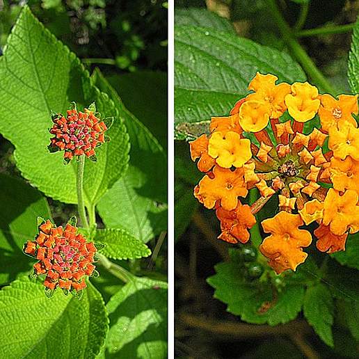 Western Lantana