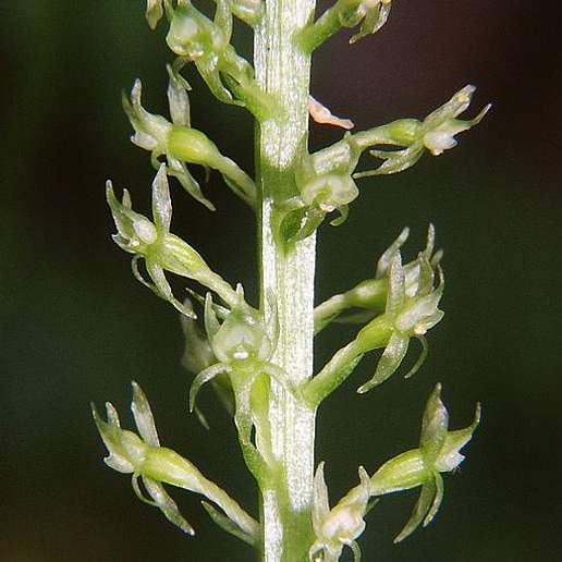 Adder's Mouth Orchid