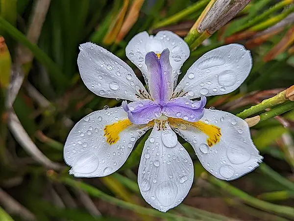 Large Wild Iris