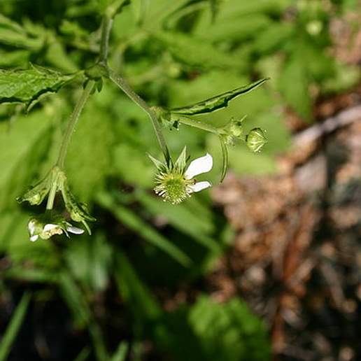 Canada Avens