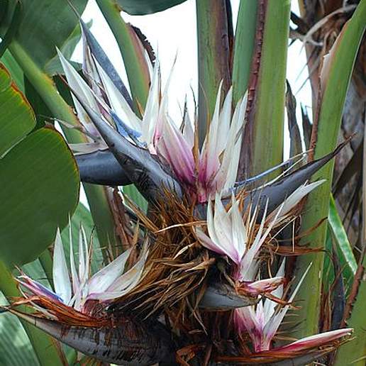 White Bird Of Paradise