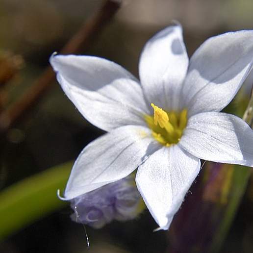 White Blue Eyed Grass