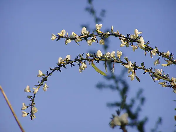 White Broom
