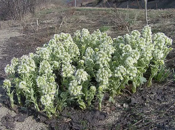 White Butterbur