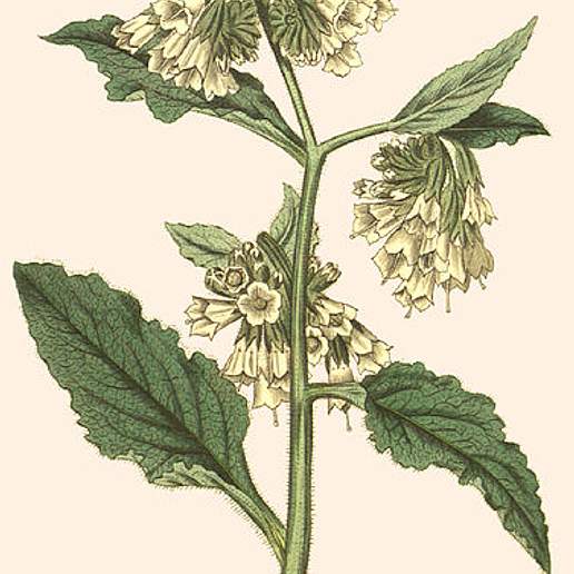 Soft Comfrey