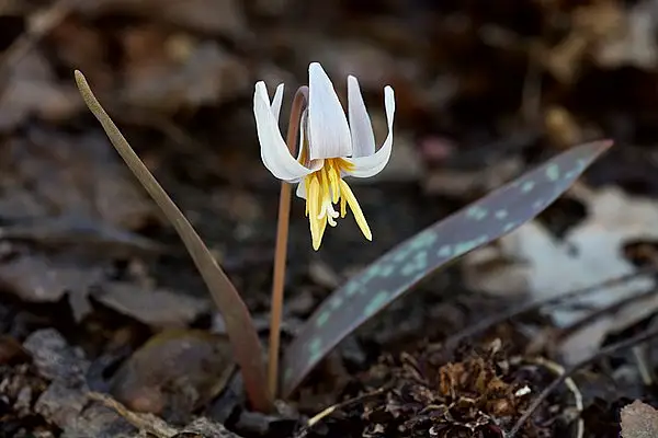 Small White Fawn Lily
