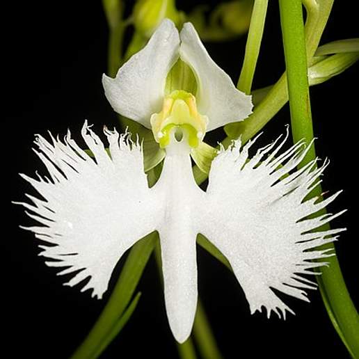 Fringed Orchid