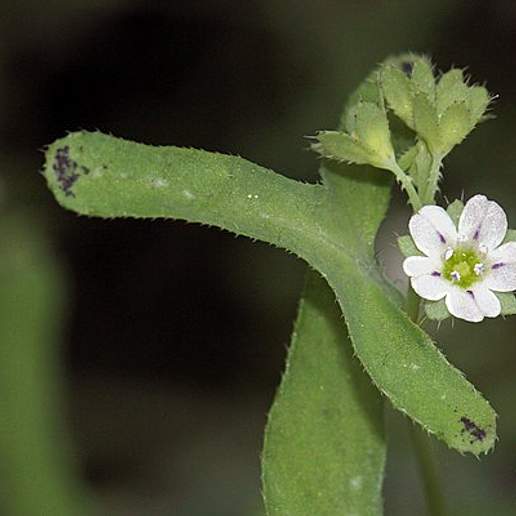 White Fiesta Flower