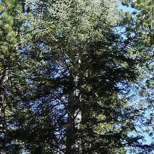 Colorado White Fir