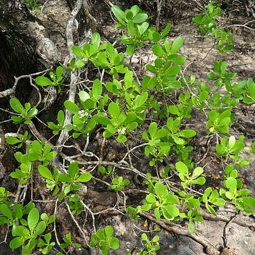 White Flowered Mangrove