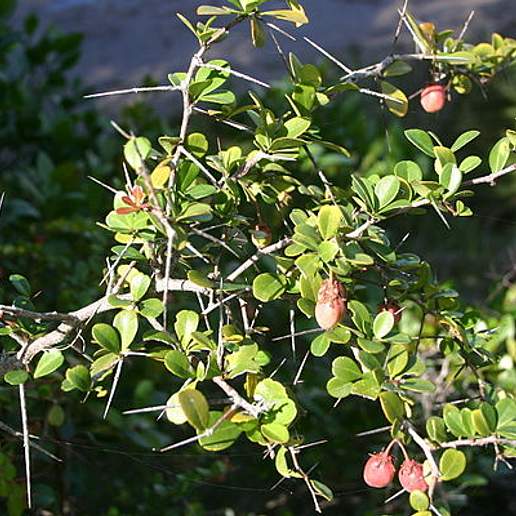 White Forest Spike Thorn