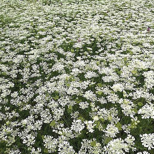 Large Flowered Orlaya