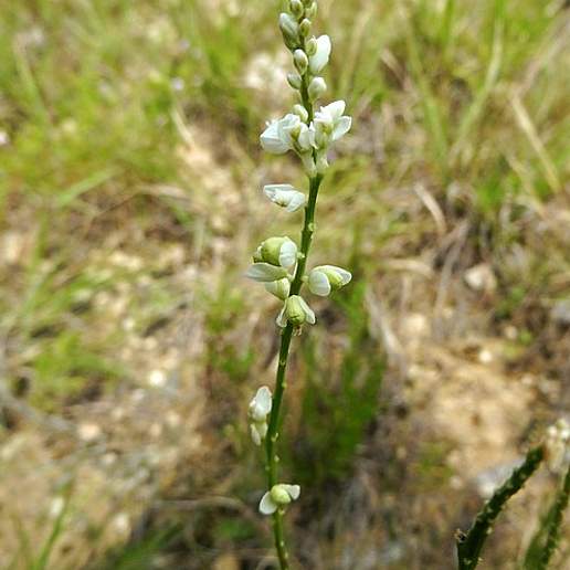 White Milkwort