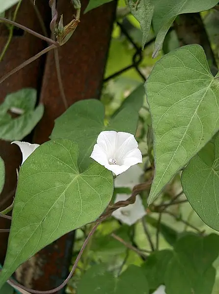 Pitted Morningglory