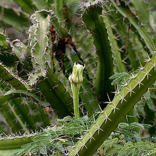 Barbed Wire Cactus