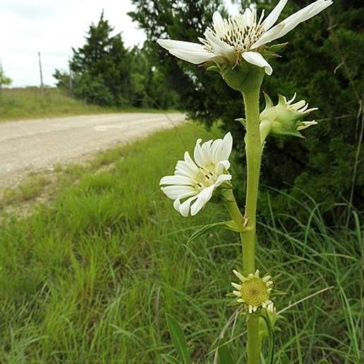 White Rosinweed