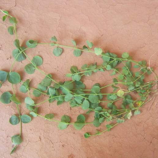 West Indian Chickweed