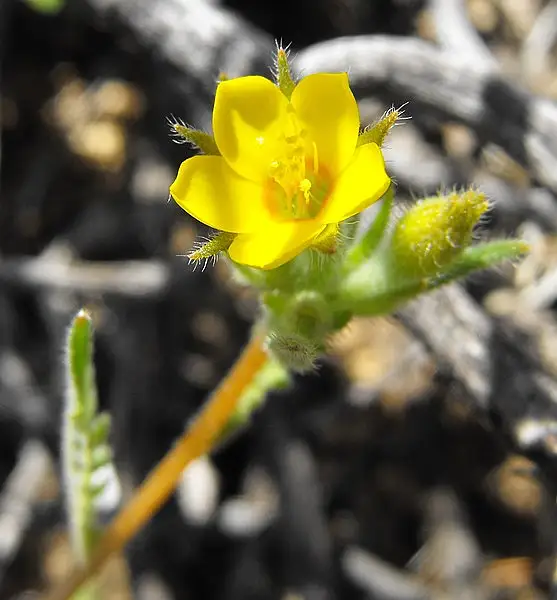 Small Flowered Blazing Star