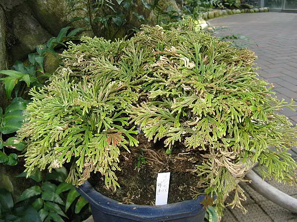 Little Club Moss