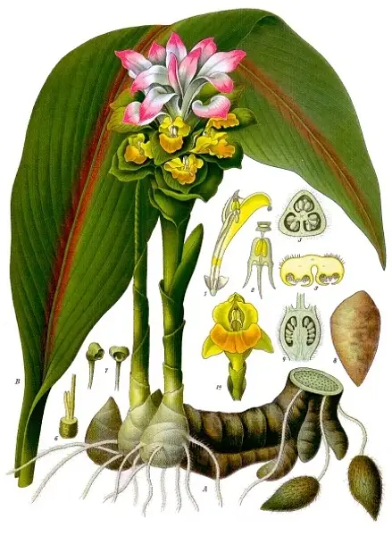 White Turmeric