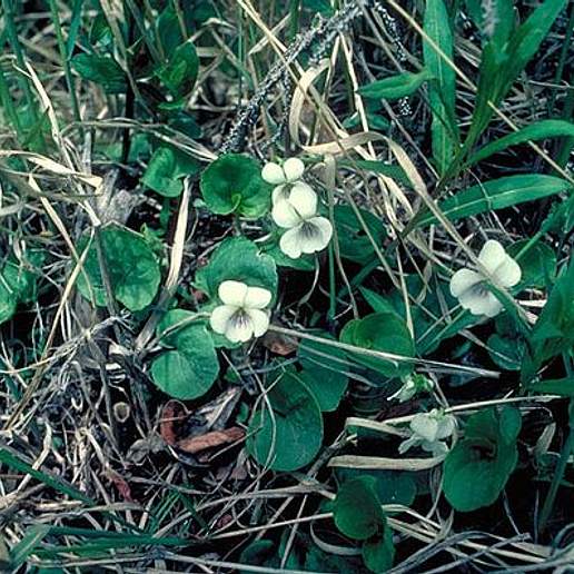 Kidney Leaf White Violet