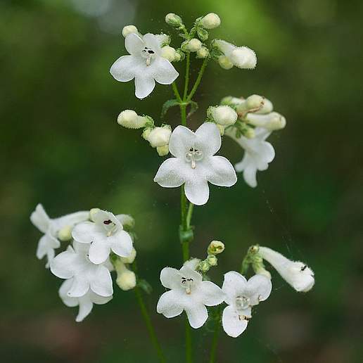 Penstemon Tubiflorus Tubiflorus