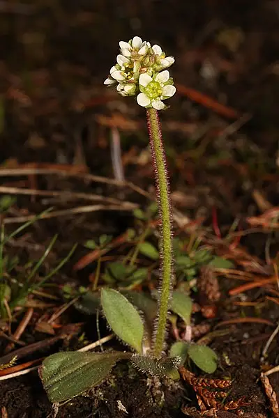 Wholeleaf Saxifrage