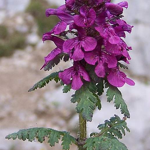 Verticillate Lousewort