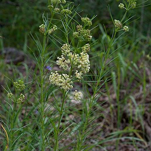 Whorled Milkweed