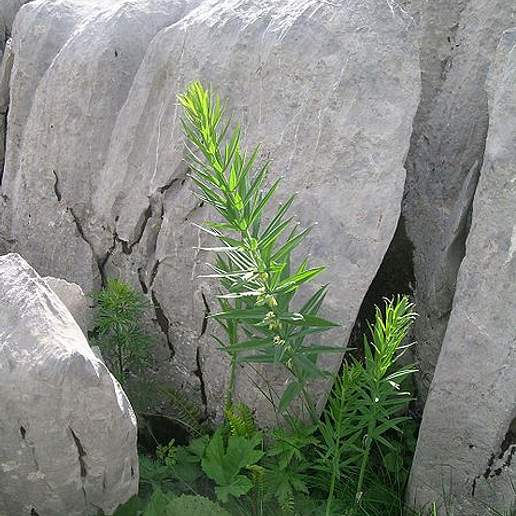 Whorled Solomon's Seal