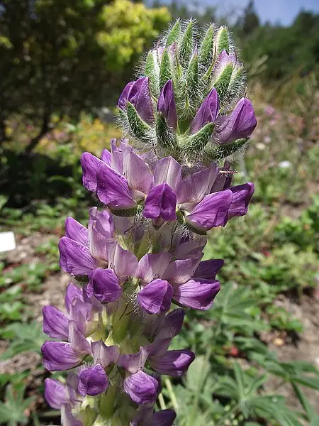 Chick Lupine