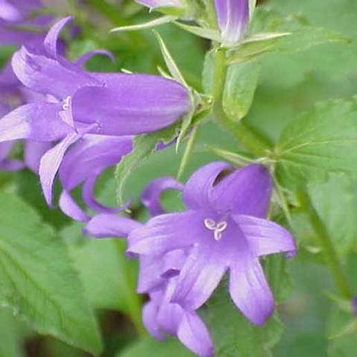 Greater Bellflower