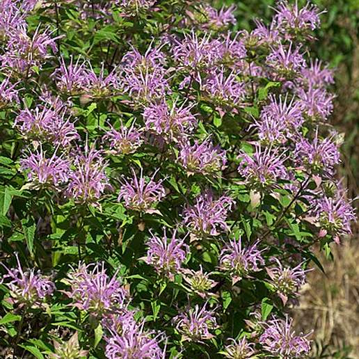 Beebalm