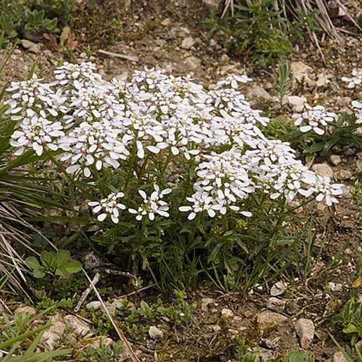 Wild Candytuft