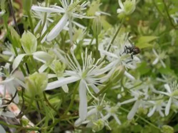 Upright Clematis