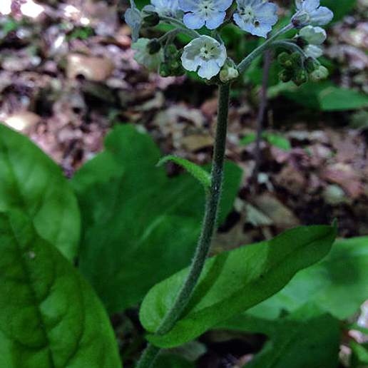 Wild Comfrey