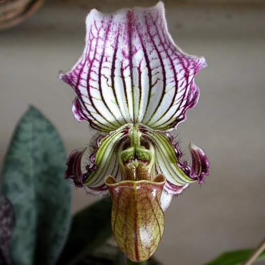 Fairrie's Paphiopedilum