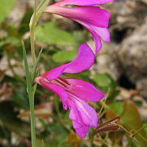 Gladiolus