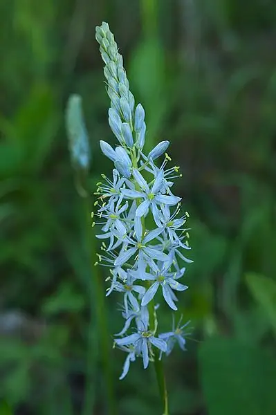 Eastern Camas